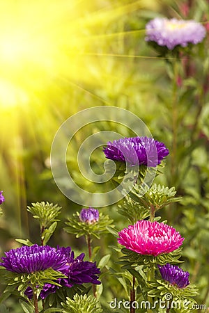 Asters autumn flowers Stock Photo