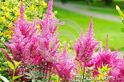 Astilbe Stock Photo