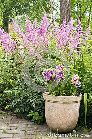 Astilbe Stock Photo