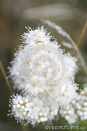 Astilbe arendsii, beautiful decorative plant, garden flower, close up Stock Photo