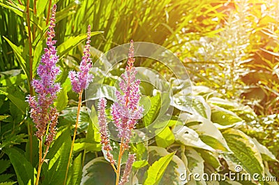 Astilbe chinensis flowers in the garden. Astilbe chinensis - herbaceous perennial flower. Stock Photo