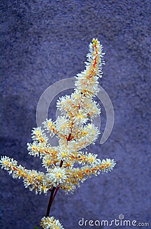 Astilbe flower Stock Photo