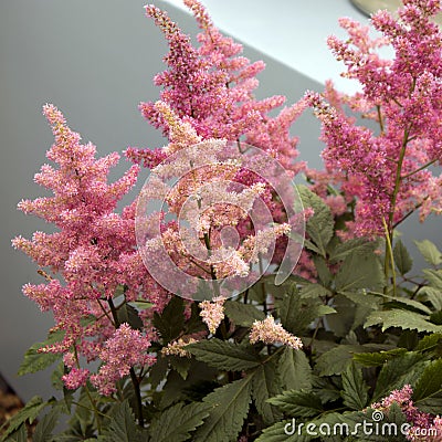 Astilbe flower on green background, narrow depth Stock Photo