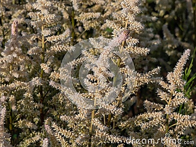 Astilbe japonica 'Bronzelaub' blooming with plumes of the white, pale pink flowers in the garden Stock Photo