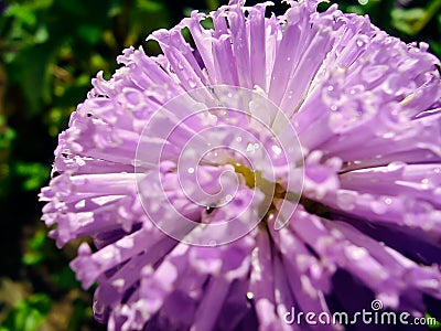 Astra - Callistephus chinensis Stock Photo