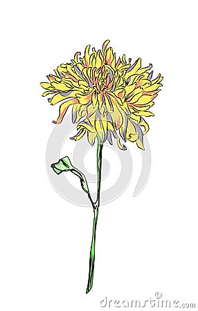 Astra flower Vector Illustration