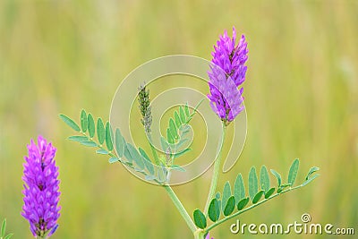 Astragalus laxmannii Stock Photo