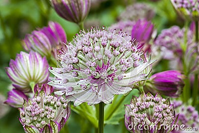 Astrantia major `Rubra` Stock Photo