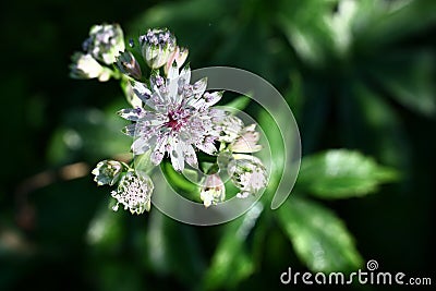 Astrantia.The top view. Stock Photo