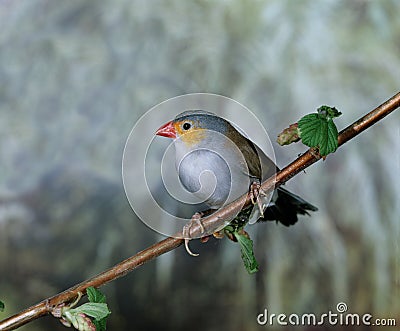 ASTRILD A JOUES ORANGES estrilda melpoda Stock Photo