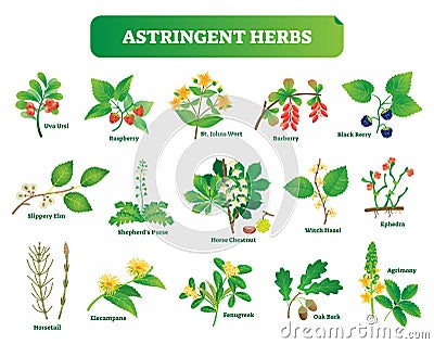 Astringent herbs vector illustration collection. Natural homeopathy wild plants botanic set. Vector Illustration