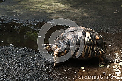 Astrochelys radiata Radiated Tortoise . Turtles on Mauritius Stock Photo