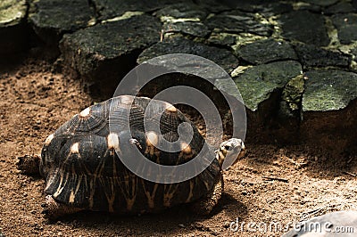 Astrochelys radiata Radiated Tortoise . Turtles on Mauritius. Stock Photo