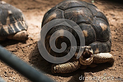 Astrochelys radiata Radiated Tortoise . Turtles on Mauritius. Stock Photo