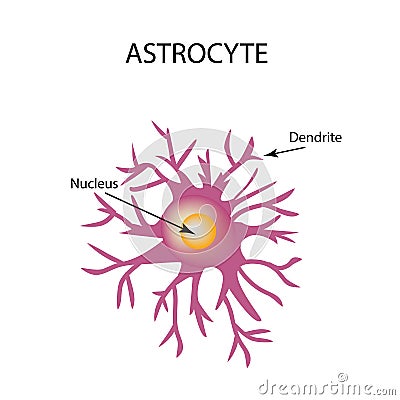 Astrocyte structure. Nerve cell. Infographics. Vector illustration on background. Vector Illustration