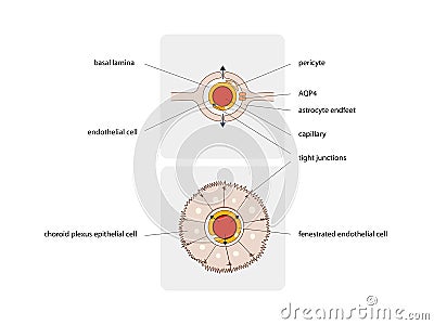 Astrocytes. Schematic diagram of the neurogliovascular unit. Types of glial cells such as pericytes and astrocytes, 2d graphic Cartoon Illustration