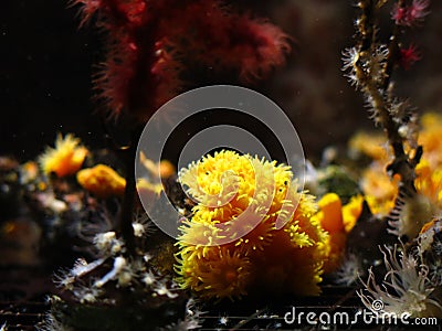 Astroides calycularis coral Stock Photo