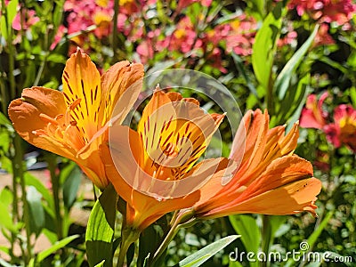 Astromania flower Stock Photo