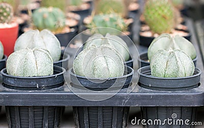 Astrophytum Myriostigma. Stock Photo