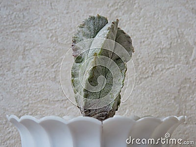 Astrophytum myriostigma in a white pot Stock Photo