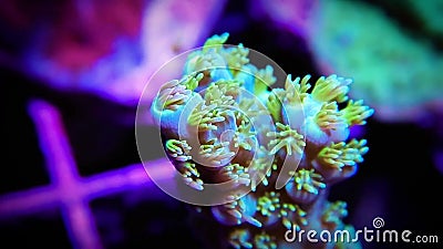 Astuce de corail de branche d'Acropora avec des polypes prolongés et se déplaçants actuel clips vidéos Astuce de corail de branche d'Acropora avec des polypes prolongés et se déplaçants actuel clips vidéos