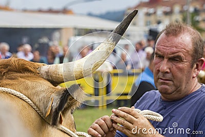Focused close-up of a bull`s horn, behind in out-of-focus is a man holding it Editorial Stock Photo