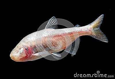 Astyanax fasciatus mexicanus Stock Photo