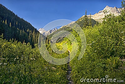 Asulkan Valley Trail, Rogers Pass, British Columbia Canada Stock Photo