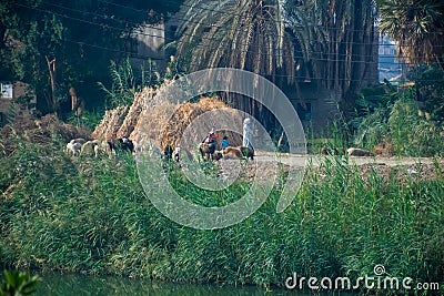 Aswan, Egypt, 24th of December 2018: Daily life on the riverside Nile in Egypt. Poor people living Editorial Stock Photo