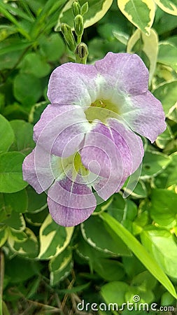 Asystasia, flower, garden, nature, blooming, blosom Stock Photo