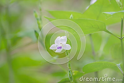 Asystasia gangetica flower plant nature closeup,Thailand Stock Photo
