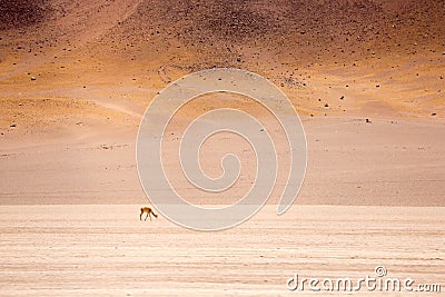 Atacama Desert Stock Photo