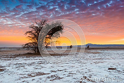 The Atacama Salt Lake Salar de Atacama with a Tamarugo, a native tree from the area, Atacama Desert Stock Photo