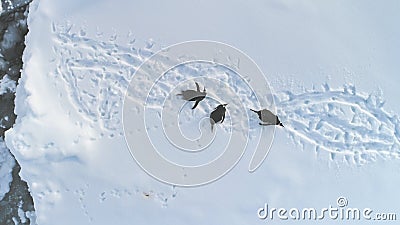 Atarctica gentoo penguin rest snow aerial view Stock Photo