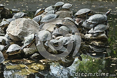 Athenian turtles love to be together Stock Photo