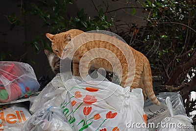 Stray cats garbage can Editorial Stock Photo