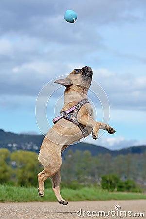 Fawn French Bulldog dog jumping high to catch a ball toy during playing fetch in front of blue sky Stock Photo