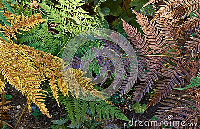 Athyrium filix-femina in the forest. Stock Photo