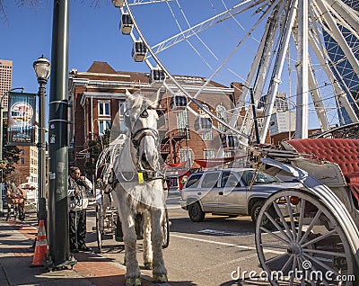 Carriage horse close up downtown Atlanta Ferris Wheel Editorial Stock Photo