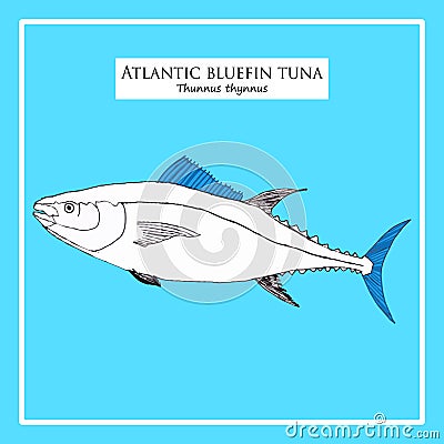 Atlantic blue-fin tuna sketch Vector Illustration
