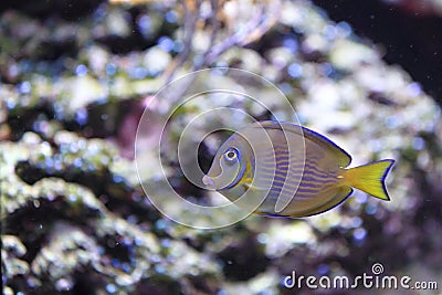 Atlantic blue tang surgeonfish Stock Photo