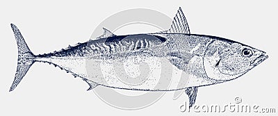 Atlantic bluefin tuna, an endangered marine fish in side view Vector Illustration