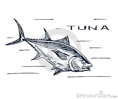 Atlantic bluefin tuna for sushi Vector Illustration