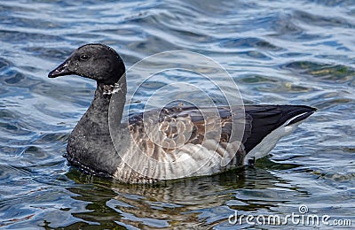 Atlantic Brant Goose on Lake Erie Stock Photo