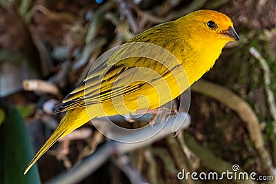 Atlantic Canary, a small Brazilian wild bird. Stock Photo