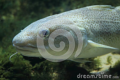 Atlantic cod Stock Photo