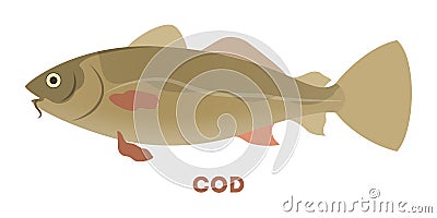 Atlantic cod fish aquatic animal. Marine creature. Vector Illustration