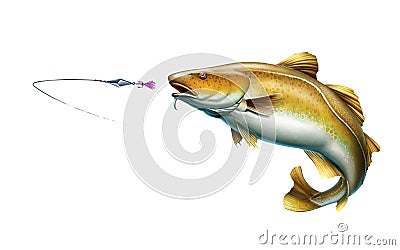 Atlantic Cod fish attack fish bait jigs and stakes spoon bait jumping out of water illustration isolate realistic. Cartoon Illustration