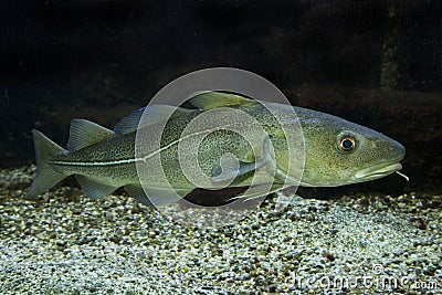 The Atlantic cod Gadus morhua. Stock Photo