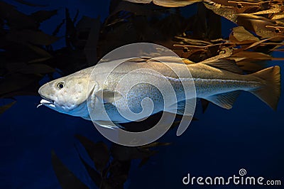 Atlantic Cod - Gadus morhua Stock Photo